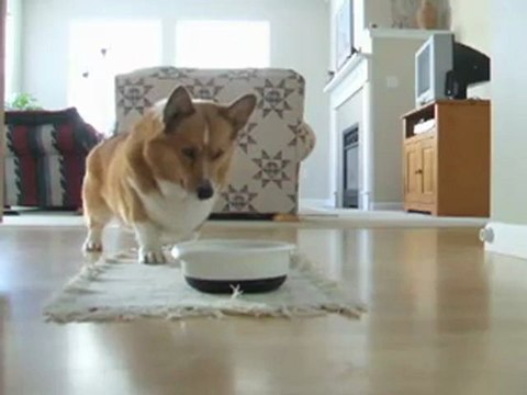 La danse des croquettes de Sparky le chien