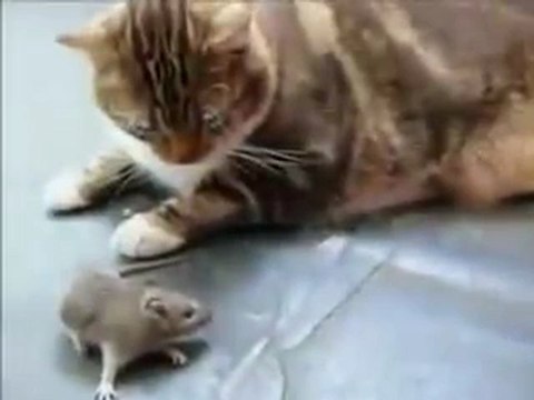 Un chat sauvagement attaqué par... une souris !