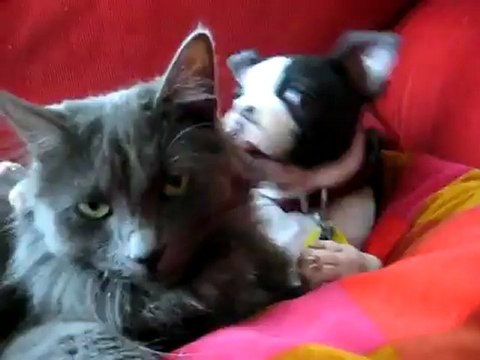 Tendre histoire d'amour entre un chat et un Boston terrier