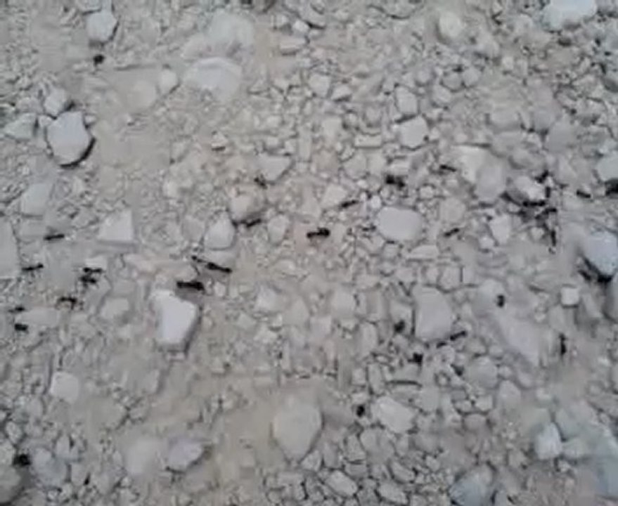 fourmis 1