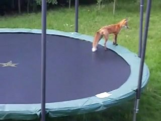 Des renards sur un trampoline