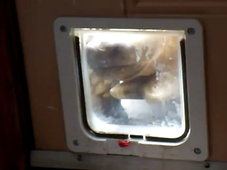 Un tortue dans un chatière