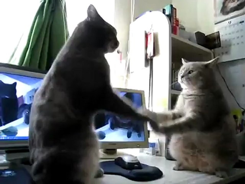 Deux chats jouent à "trois p'tits chats"