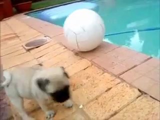 Un chiot joue au ballon