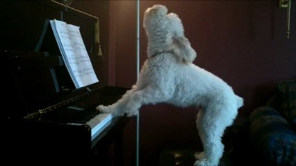 Un chien joue du piano