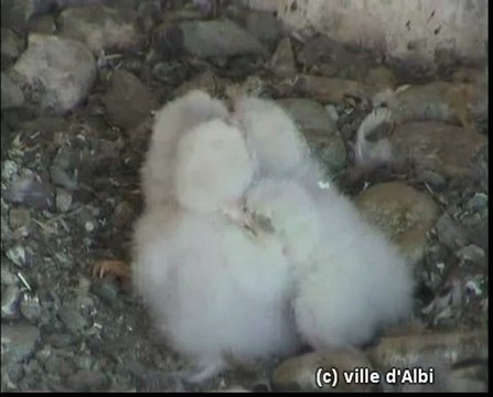 Les faucons pélerins d'Albi