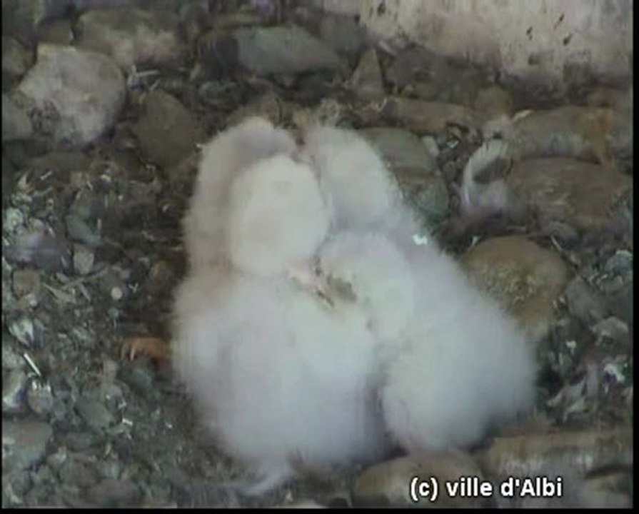 Les faucons pélerins d'Albi