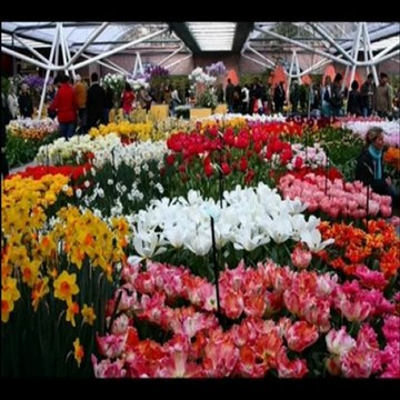 Цветочная феерия в Голландии!