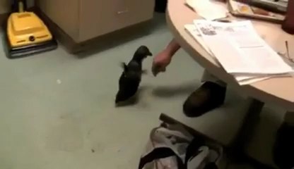 Un bébé pingouin chatouilleux