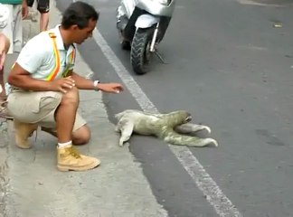 Un paresseux en ville