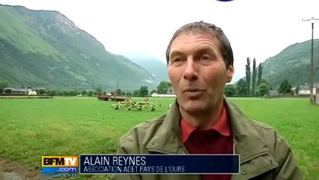 Pas de lâcher d'ours dans les Pyrénées cette année