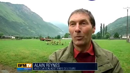 Pas de lâcher d'ours dans les Pyrénées cette année