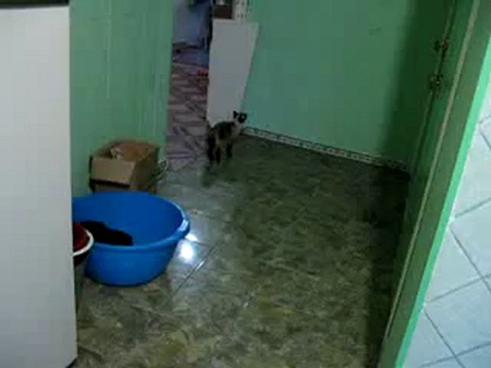 Spider cat