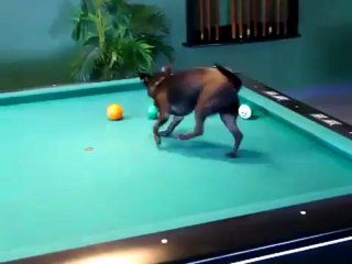 Billard à quatre pattes