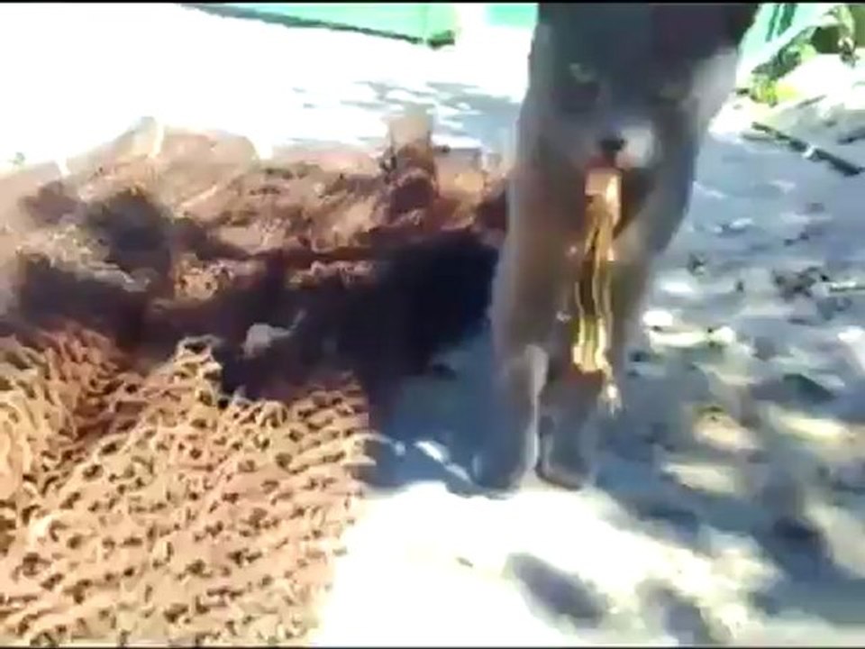 Je donne ma langue au... lézard !