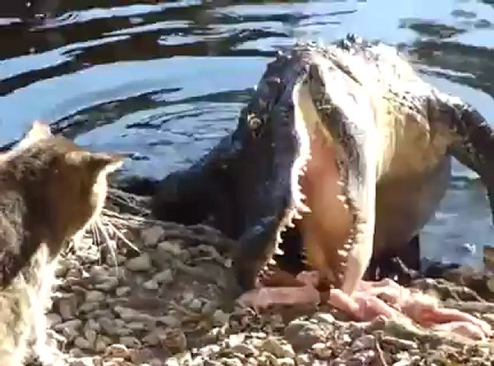 Chat Vs Alligator