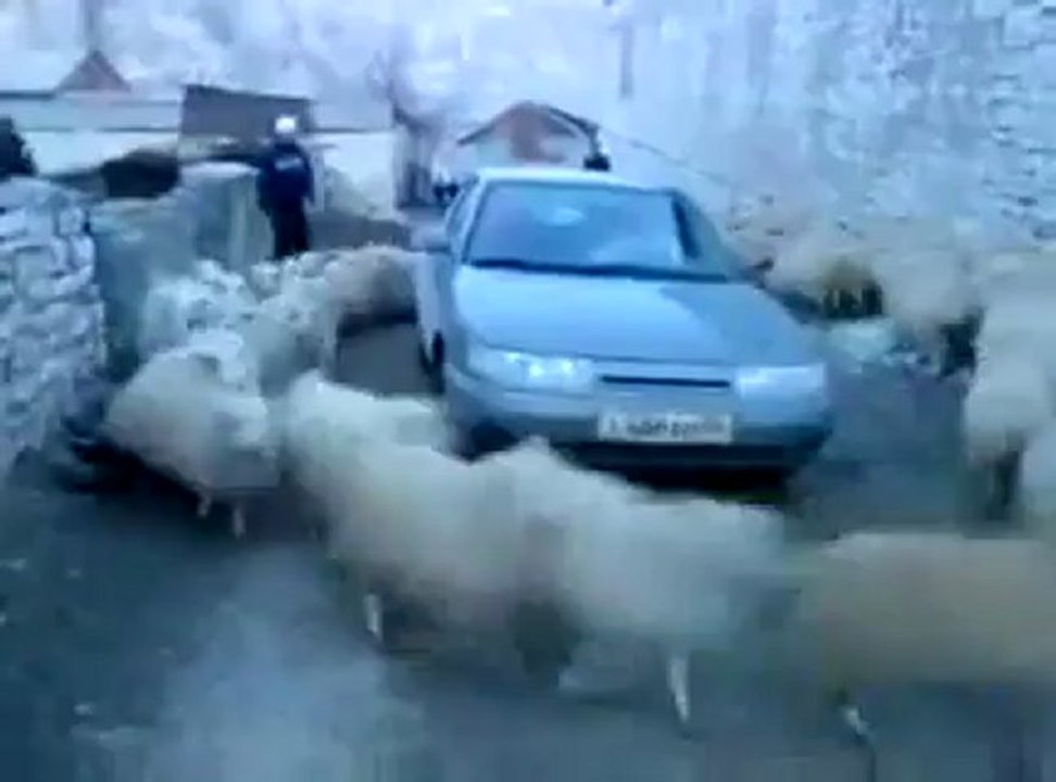 Tempête de moutons