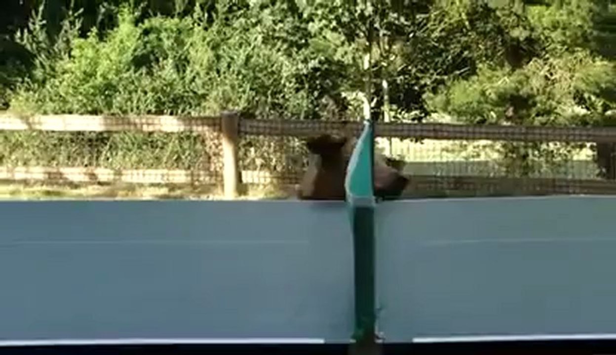 La baballe !