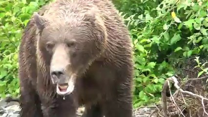 Rencontre avec un grizzly