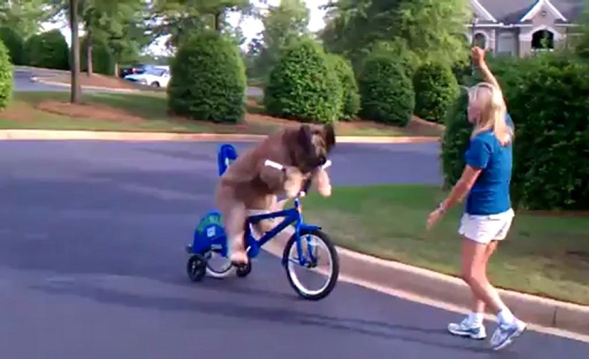 Norman le chien fait du vélo