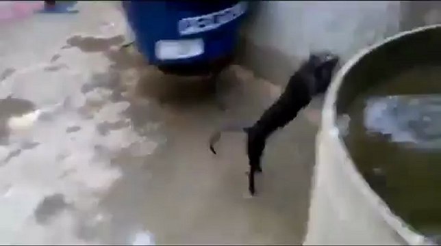 Un chat sauvage un peu fou