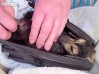 Emotion chez maman chauve-souris