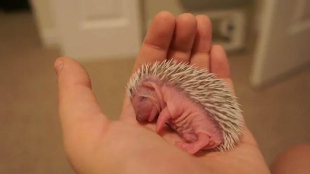 Bébé hérisson fait la sieste