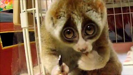 Un loris paresseux mange du riz