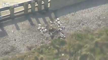 La famille canard traverse l'autoroute