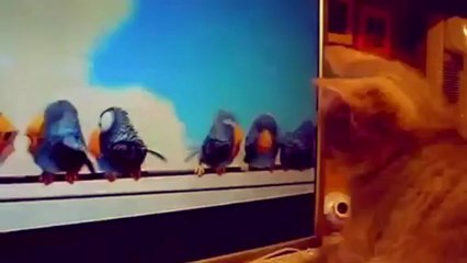 Compil de chats en délire