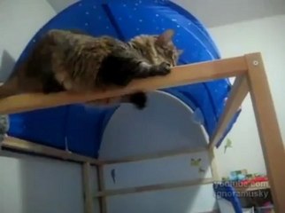Des chats en mode forces spéciales
