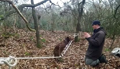 Un chien funambule