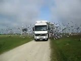 Lâcher de pigeons