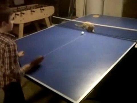 Un chat joue au ping-pong