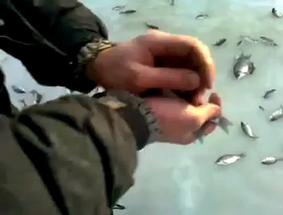 Geyser de poisson