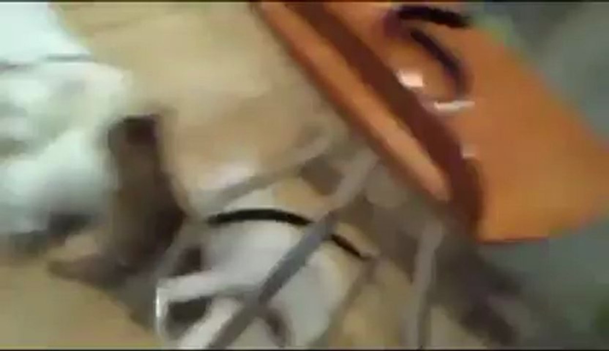 Un chat lynché par une meute... de chiots !