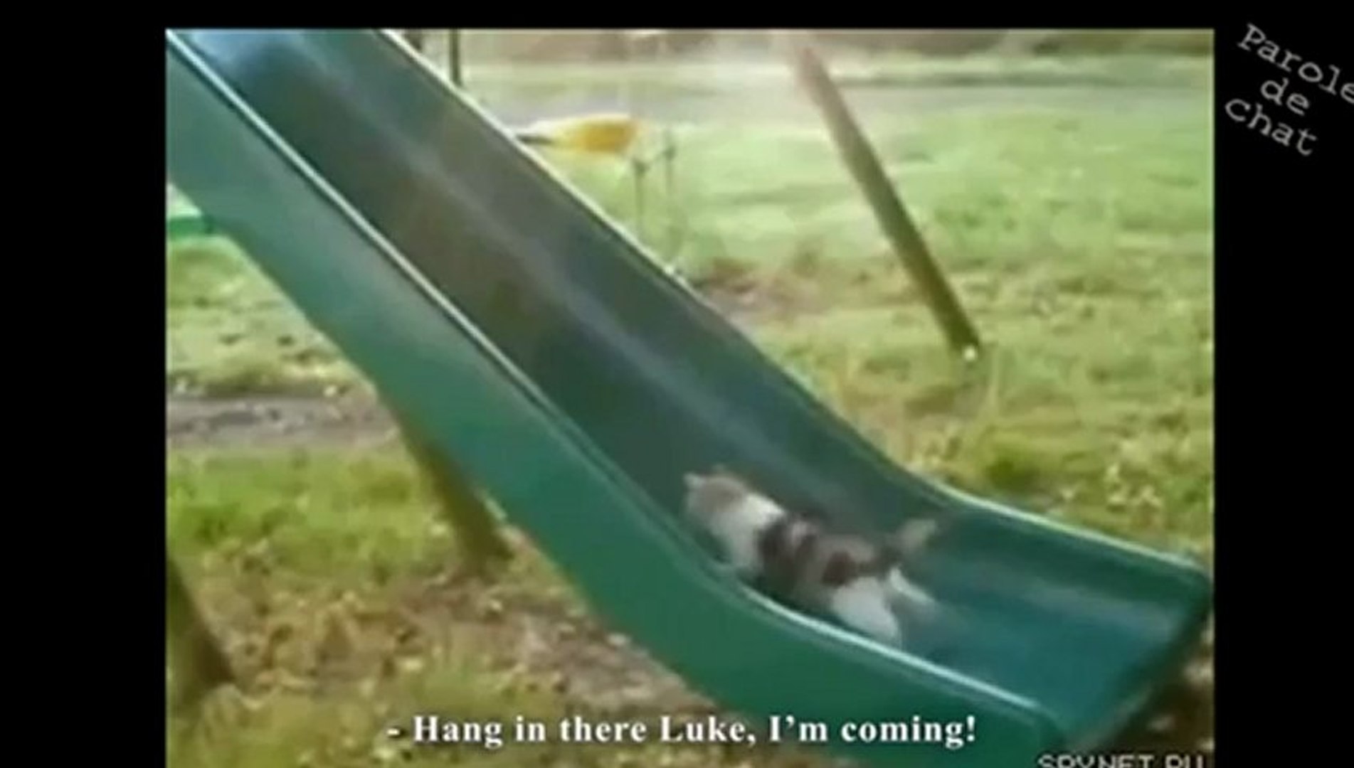 Les Chats Jedi Video Dailymotion