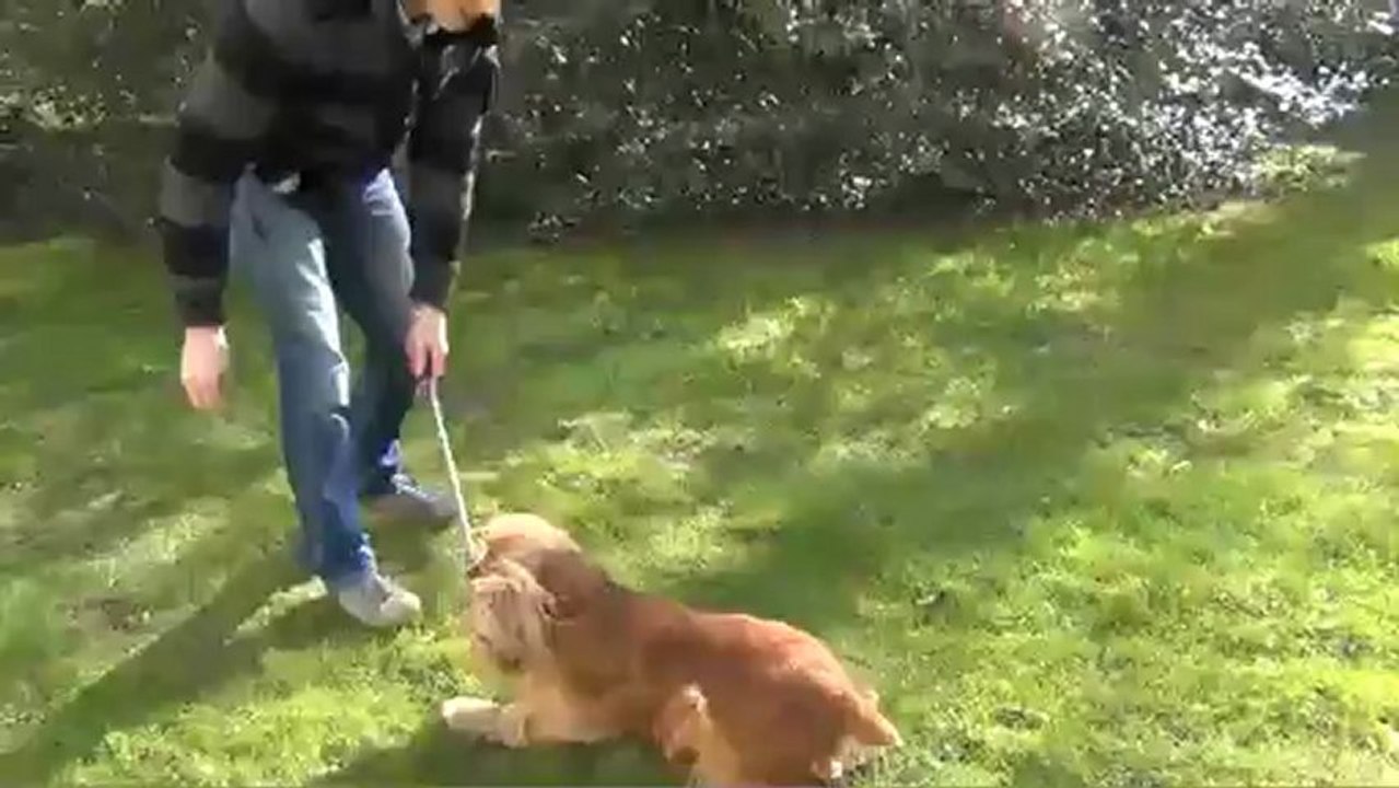 Comment apprendre le "roulé boulé" à son chien ?
