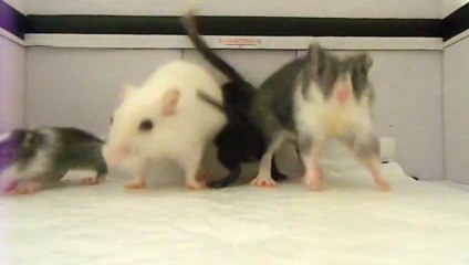 Le harlem shake par des gerbilles