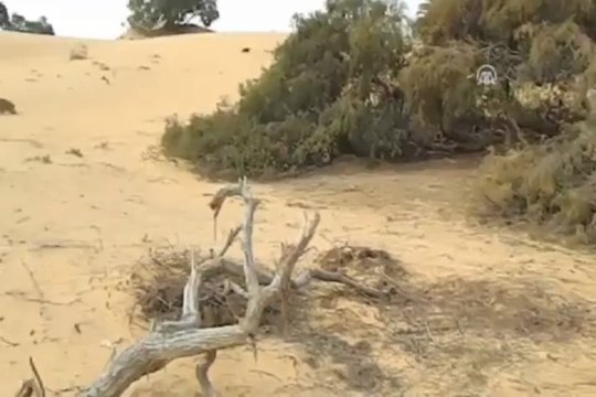 Mısır'da çekirge istilası