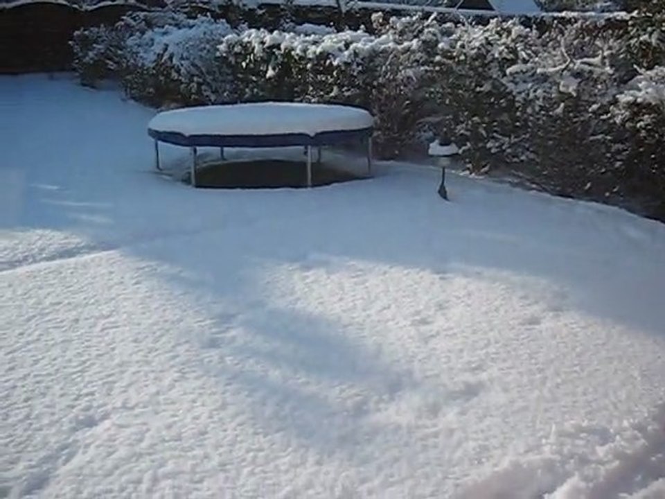 Chien tout fou dans la neige