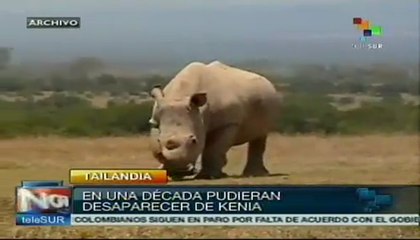 Ecologistas se oponen a caza deportiva de rinocerontes