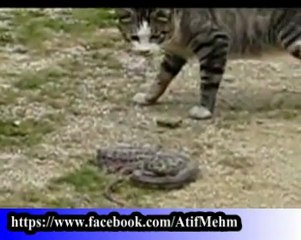 Atif Mehmood Jaan Videos (snake and cat fight)