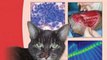 Medicine Book Review: BSAVA Manual of Canine and Feline Oncology (BSAVA British Small Animal Veterinary Association) by Jane Dobson, Duncan Lascelles