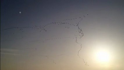Les grues cendrées en migration