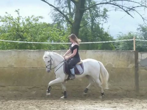 Hongre Pure Race Espagnol