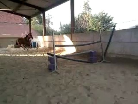 Hongre Pure Race Anglais