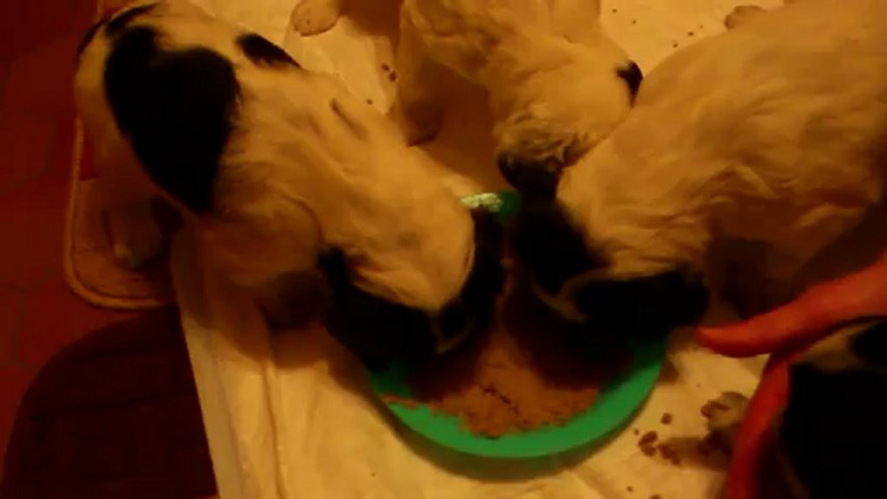 Portée de Caline 2013 - Premier repas !