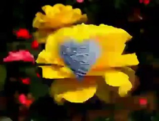 Güler DUMAN--Verin benim sevdiğimi