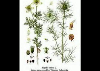 GRAIN DE NIGELLE " HABBA SAOUDA "  REMEDE CONTRE TOUTES LES MALADIES